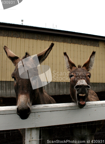 Image of Donkeys