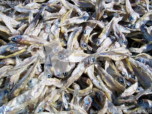 Image of Thousands of Fish