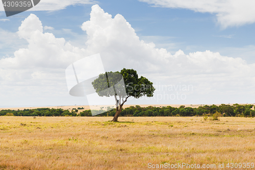 Image of acacia tree in savannah at africa