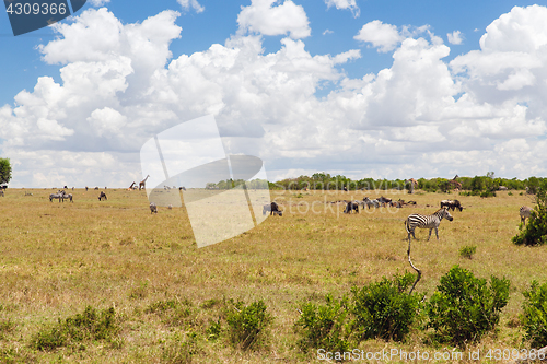 Image of group of herbivore animals in savannah at africa