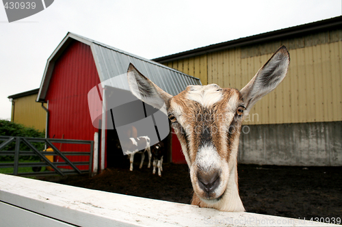 Image of Curious Goat