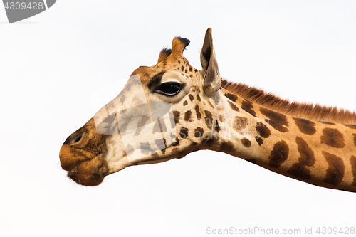 Image of close up of giraffe head