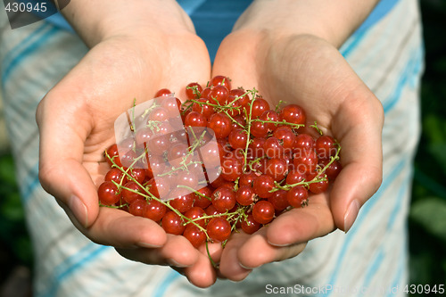 Image of hands full of red currant berries