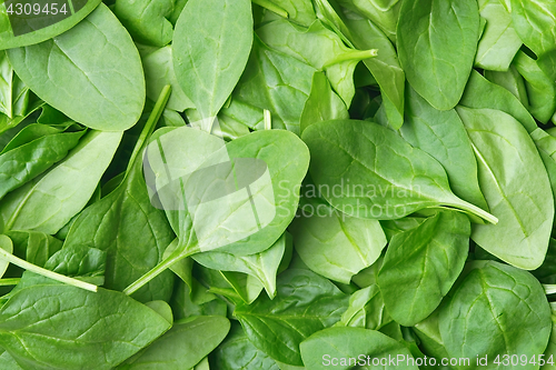 Image of Background made of spinach