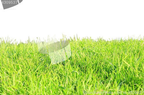 Image of green grass isolated