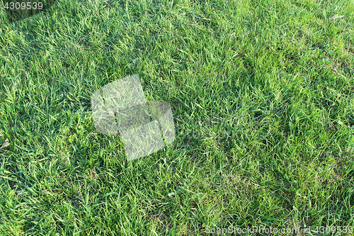 Image of meadow with green grass