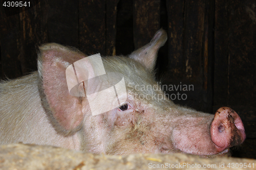Image of pig in the shed