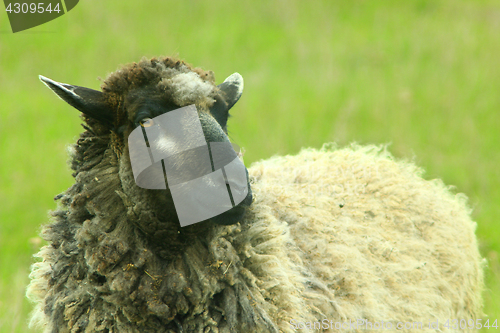 Image of sheep grazing on the grass