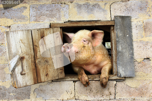 Image of pig looks from window of shed