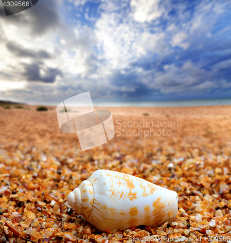 Image of Shell of cone snail on sand