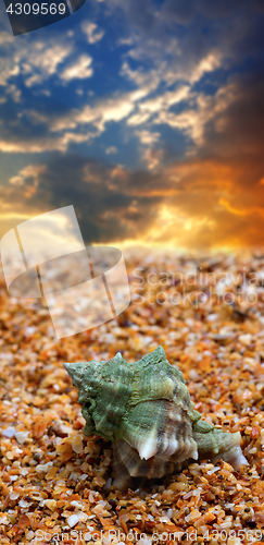 Image of Seashell on sand