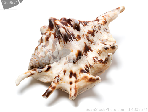 Image of Lambis tiger shell on white