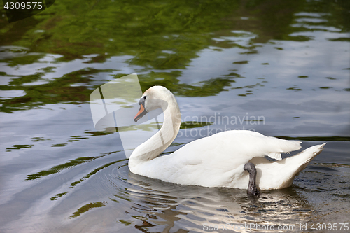 Image of Mute swan on water surface