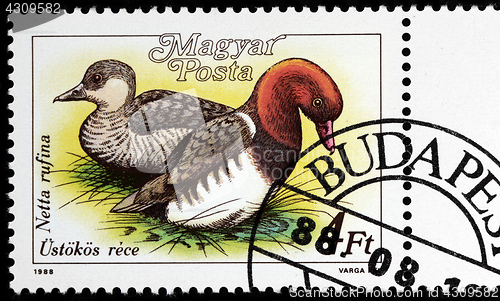 Image of Red-crested Pochards Stamp