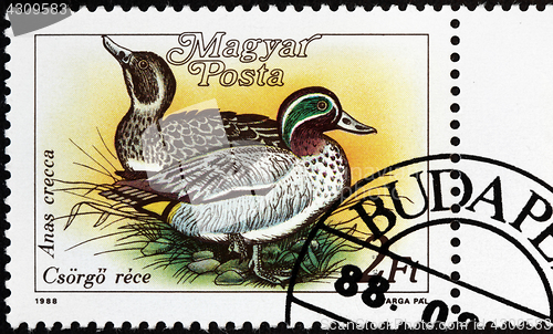 Image of Eurasian Teal Stamp