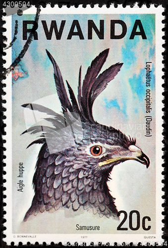 Image of Long-crested Eagle