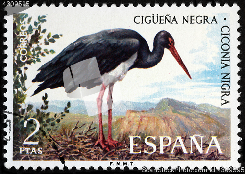 Image of Black Stork Stamp