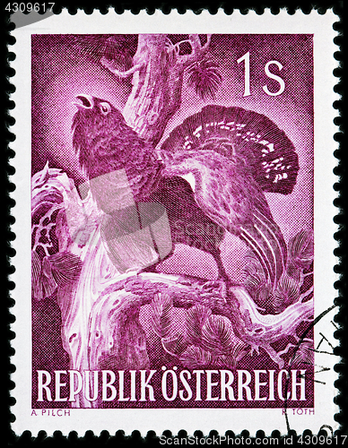 Image of Western Capercaillie Stamp