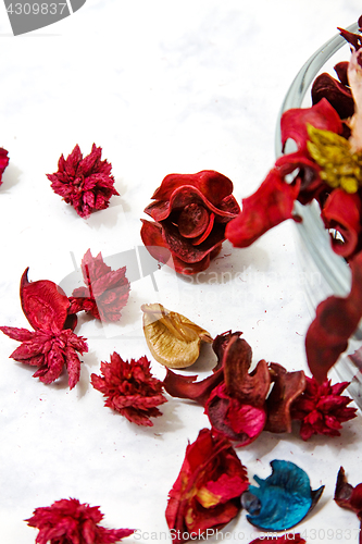 Image of Close up on dried leaves and rose