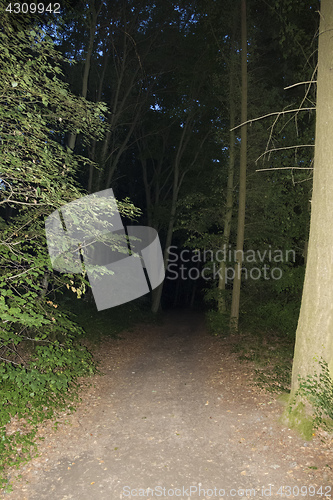 Image of dark forest at night