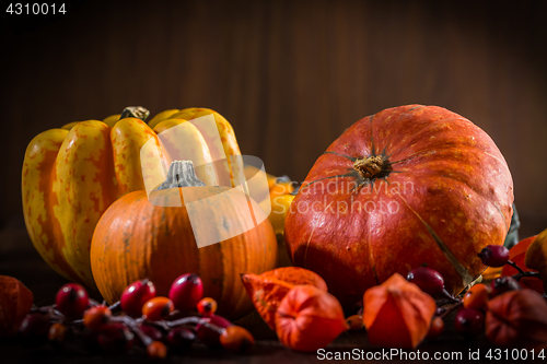 Image of Pumpkin still life for Thanksgiving 