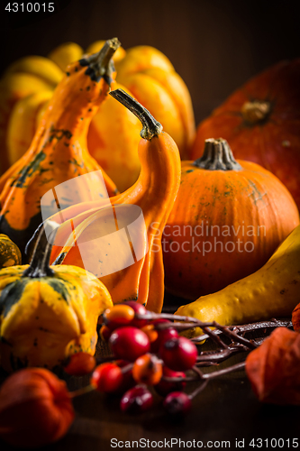 Image of Pumpkin still life for Thanksgiving 