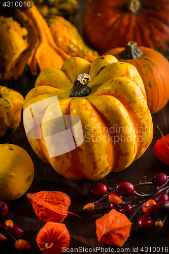 Image of Pumpkin still life for Thanksgiving 