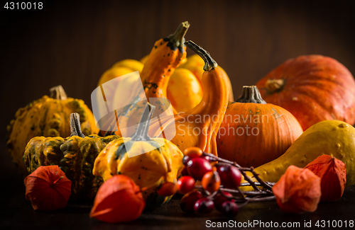 Image of Pumpkin still life for Thanksgiving 