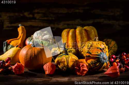 Image of Pumpkin still life for Thanksgiving 