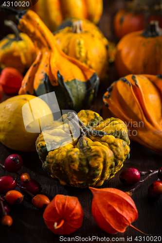 Image of Pumpkin still life for Thanksgiving 