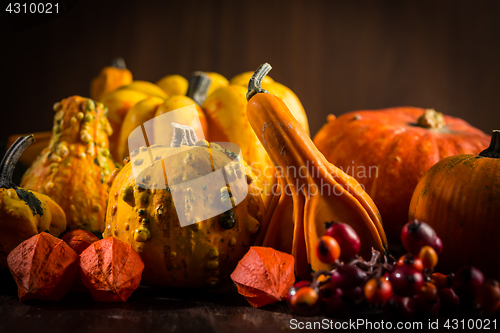 Image of Pumpkin still life for Thanksgiving 