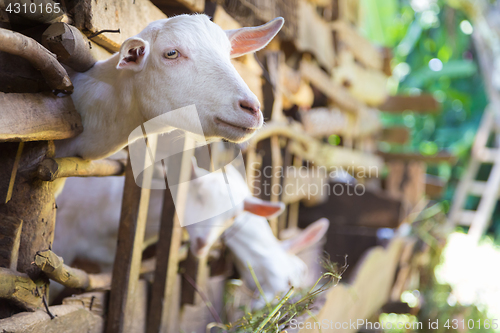 Image of Curious domestic white goats stick their heads through bars of stable.