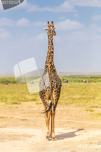 Image of Solitary giraffe in Amboseli national park, Kenya.