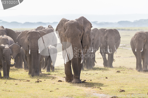 Image of Herd of wild elephants in Amboseli National Park, Kenya.