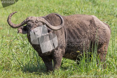 Image of African Buffalo in the Ngorongoro Crater, Tanzania