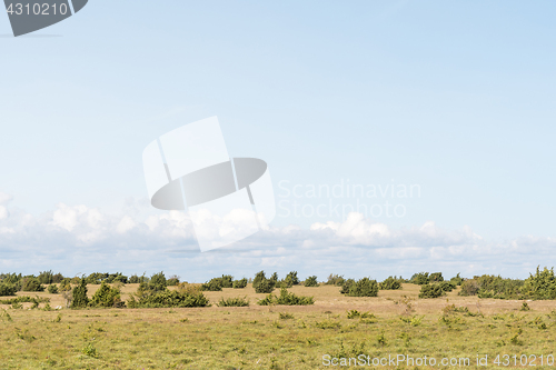 Image of Plain grassland with junipers