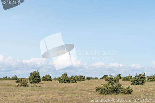 Image of Juniper bushes in a plain landscape