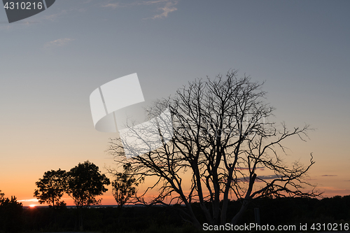 Image of Bare tre by sunset