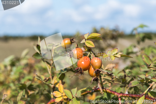 Image of Almost ripe rosehip berries