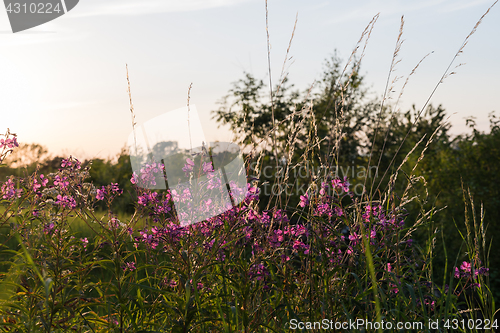 Image of Pink summer flowers in back light