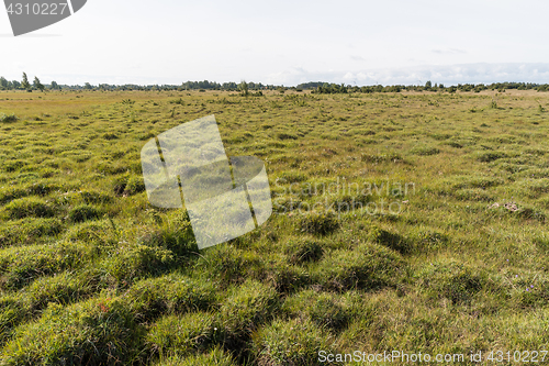 Image of Wide open landscape with grass tufts