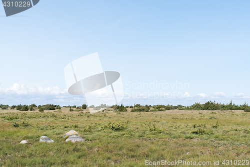 Image of Great plain grassland with junipers