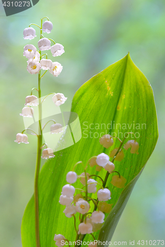 Image of lilies of the valley flowers isolated 