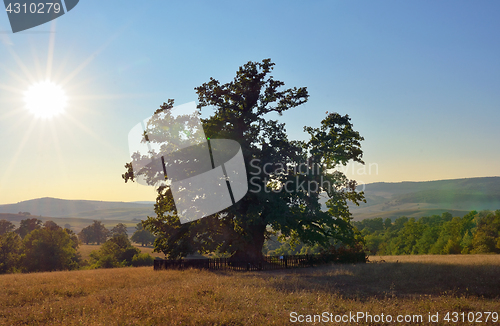 Image of Oldest oak in Romania being estimated approximation to 900 years