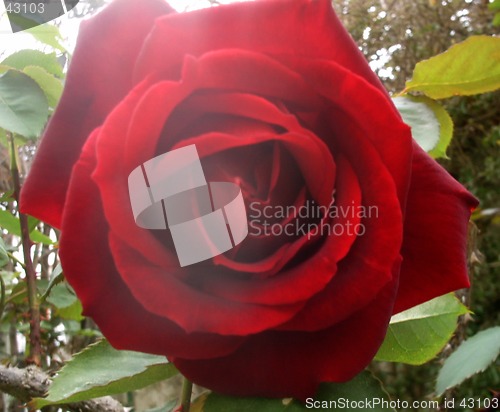Image of red rose