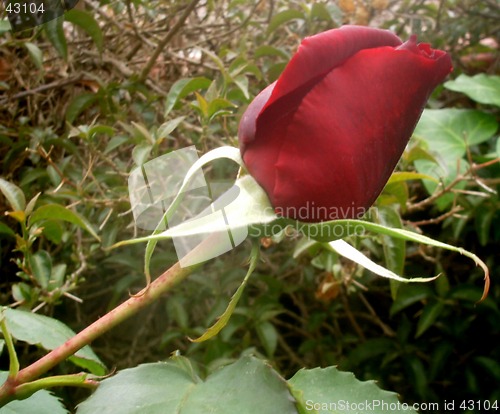 Image of Red Rose Button