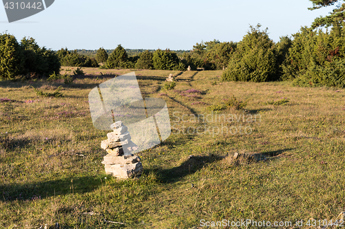 Image of Marked out footpath among juniper shrubs