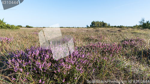 Image of Blosson heather plants