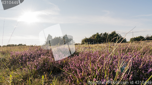 Image of Heather flowers in a grassland