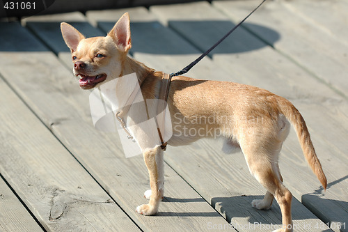 Image of Chihuahua dog